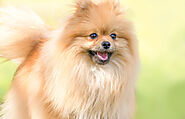 How Often Does A Pomeranians Bark? With Simple Training Tips - SPIRE PET
