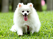 275 Awesome Pomeranians Dog Names To Give You Inspiration - SPIRE PET