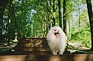 Is A Pomeranians Hypoallergenic? The Definitive Answer - SPIRE PET