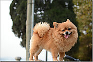 Does A Pomeranians Shed? The Definitive Answer You Should Know - SPIRE PET