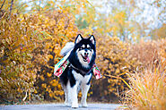 Should you exercise an Siberian Husky daily? - SPIRE PET