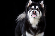 Should you free feed your Siberian Husky? - SPIRE PET