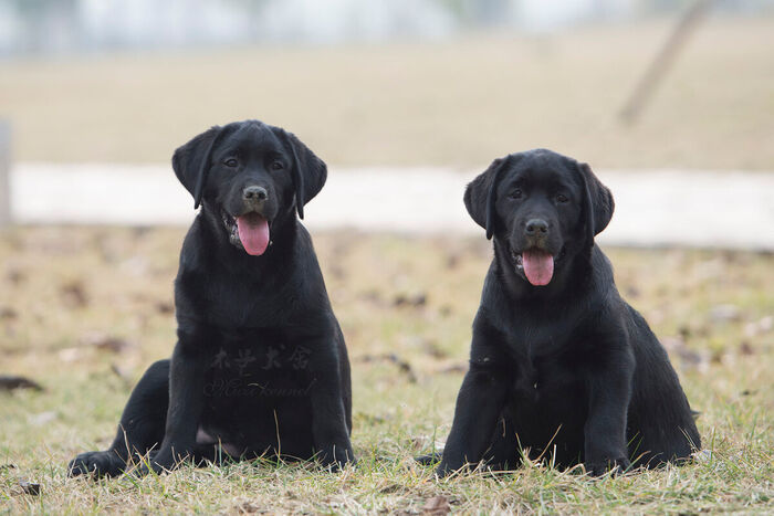 are labrador aggressive