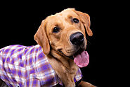 Best Dog Treats for Labrador Retriever (2020) - SPIRE PET