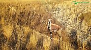 r/karmaecoadventure - Is Hunting Legal in Nepal? Is Dhorpatan Hunting Reserve Legal in Nepal? How Do I Get To Dhorpat...