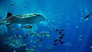 Hammerhead Sharks, Reef Sharks And Whale Sharks