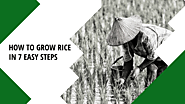 How To Grow Rice In 7 Easy Steps