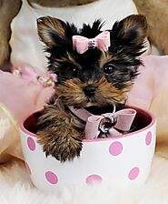 Home | Teacup Yorkie For Sale