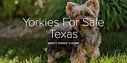 Yorkies For Sale Texas