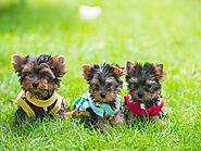 Yorkshire Terrier for Sale California