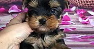 Home | Tiny Teacup Yorkies For Sale California