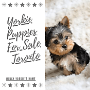 Yorkie Puppies For Sale Toronto