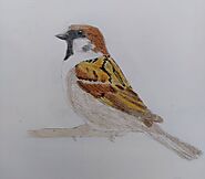 How To Draw A Bird | Bird Drawings | The Ravi arts