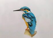How To Make Kingfisher Drawing » Human Body Drawing Tutorials