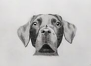 How To Draw A Dog Easily For Beginners | The Ravi arts