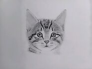 How To Draw A Cat » 12 Steps>> Animal Drawing
