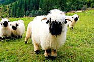 This Is The Valais Blacknose And This Is Why It Is The Rarest Beautiful Sheep In The World - Animals Yard