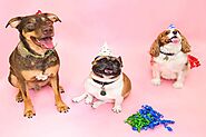 11 Ways to Celebrate Your Dog's Birthday and Will Make Him Feel Special on His Gotcha Day - Animals Yard