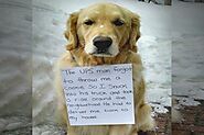 Golden Retriever Sneaks Into UPS Truck to Hides and Rides Across Town, Suddenly Owner Leaves This Note Around His Nec...