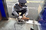Pregnant stray cat gives birth to beautiful kittens in a police station - Animals Yard