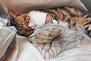Cat Cuddles What to Know About Your Lovely Cats Snuggling Habits - Animals Yard