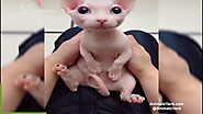 Lovely Sphynx cat | Funny Derp Cat - Animals Yard