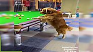 Golden Retriever Plays Pool | dogs doing funny things - Animals Yard