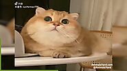 Cute cat videos 2020 - Animals Yard