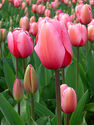 Tulip - Wikipedia, the free encyclopedia