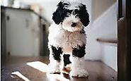 Where and Which Breed Dog to Buy? A Biggest Dilemma of Pet Lovers Article - ArticleTed - News and Articles