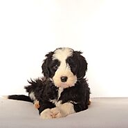 A Brief Guide to buying a Puppy for Your Home – Double U Doodles