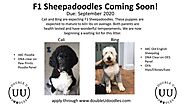 Micro Sheepadoodle puppies for sale - Double U Doodles
