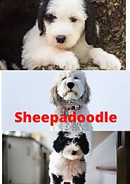 What It’s Like to Own a Sheepdog Poodle Mix Puppies Article - Doubleudoodles