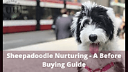 Sheepadoodle Nurturing - A Before Buying Guide | Double U Doodles in Pickens, SC 29671