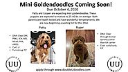 Goldendoodle Puppies South Carolina - Double U Doodles