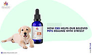 How CBD Helps Our Beloved Pets Dealing With Stress?