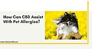 How Can CBD Assist With Pet Allergies?