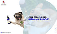 How To Cure Insomnia In Dogs?