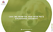 Can Hemp Oil Help Pet’s Situational Anxiety?