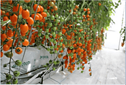 The 4 topmost benefits of buying the strawberry growbags