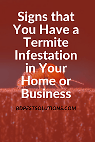 Signs that You Have a Termite Infestation in Your Home or Business