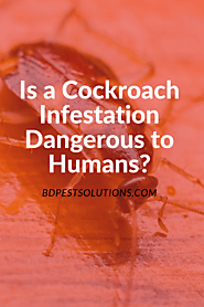 Is a Cockroach Infestation Dangerous to Humans?