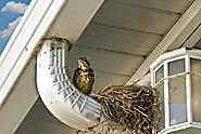 How to Handle Bird Nest Removal