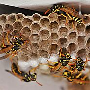 Wasp and Hornet Prevention for Your Home or Business