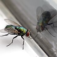Why Are There So Many Flies on Your Property?