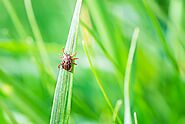 Signs You Have a Tick Infestation