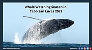 Whale Watching Season in Cabo San Lucas 2021