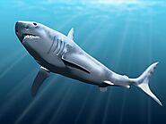 This was actually how big Megalodon shark was, research reveals