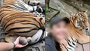 Backlash after tourist selfied 'squeezing' Tiger's testicles in Thailand zoo