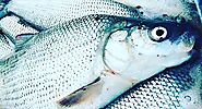 Great Lakes Whitefish Chowder Recipe • ThumbWind